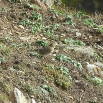 (c) Tom Green, some rights reserved (CC BY-NC) Rock Pipit
