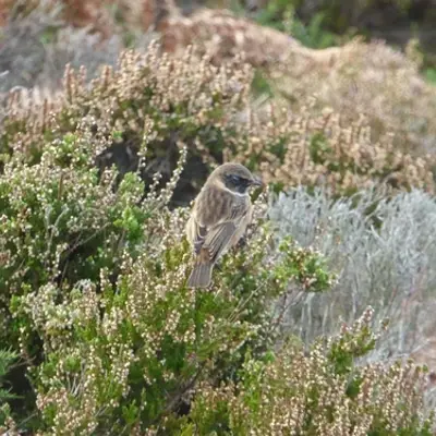 (c) Tom Green, some rights reserved (CC BY-NC) European Stonechat