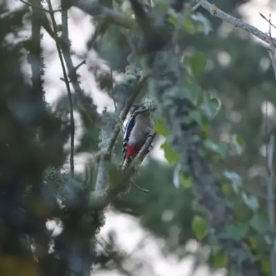 (c) Jac French, all rights reserved Great Spotted Woodpecker
